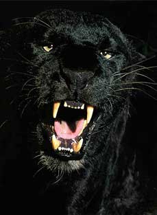 Blackpanther - 90.jpg
